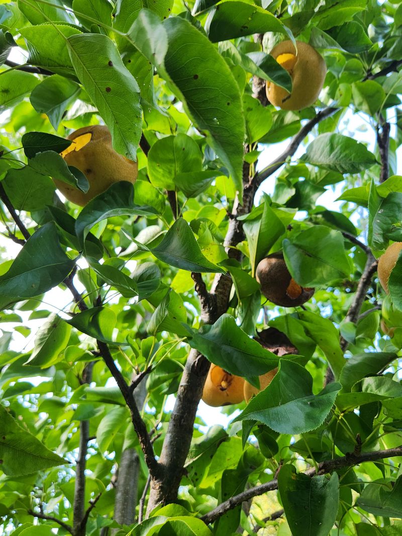 Give Asian Pears A Cool-Season Start