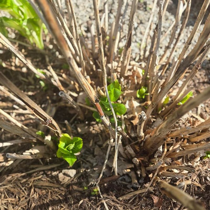 Give Bare Stems Time To Wake Up