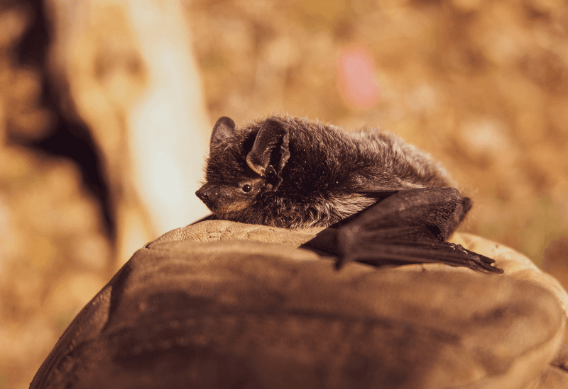 Give Bats A Safe Water Source Nearby Give Bats A Safe Water Source Nearby