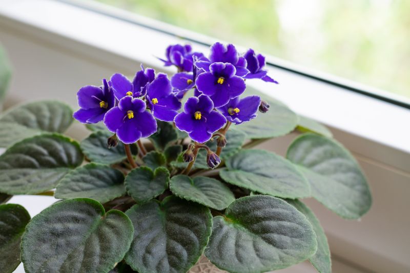 Give Bright Indirect Light For Happy Blooms