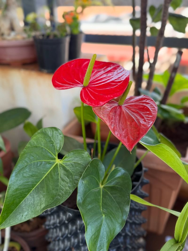 Give Bright Indirect Light For Strong Blooms