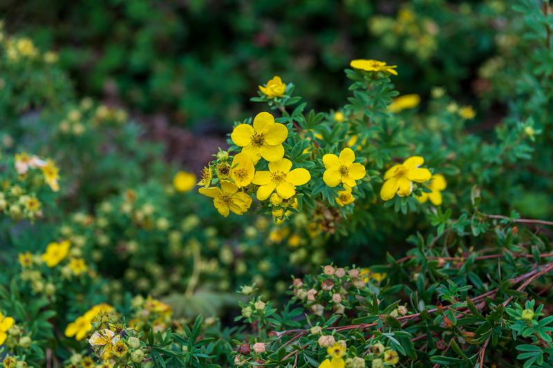 Give Cinquefoil A Sunny Front Row Spot