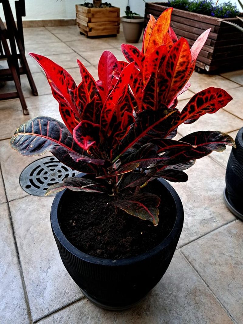 Give Container Crotons Extra Attention In May Heat