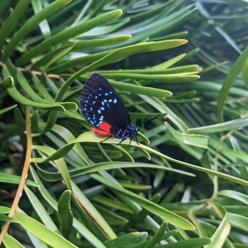 Give Coontie Time To Ride Out The Summer Slump