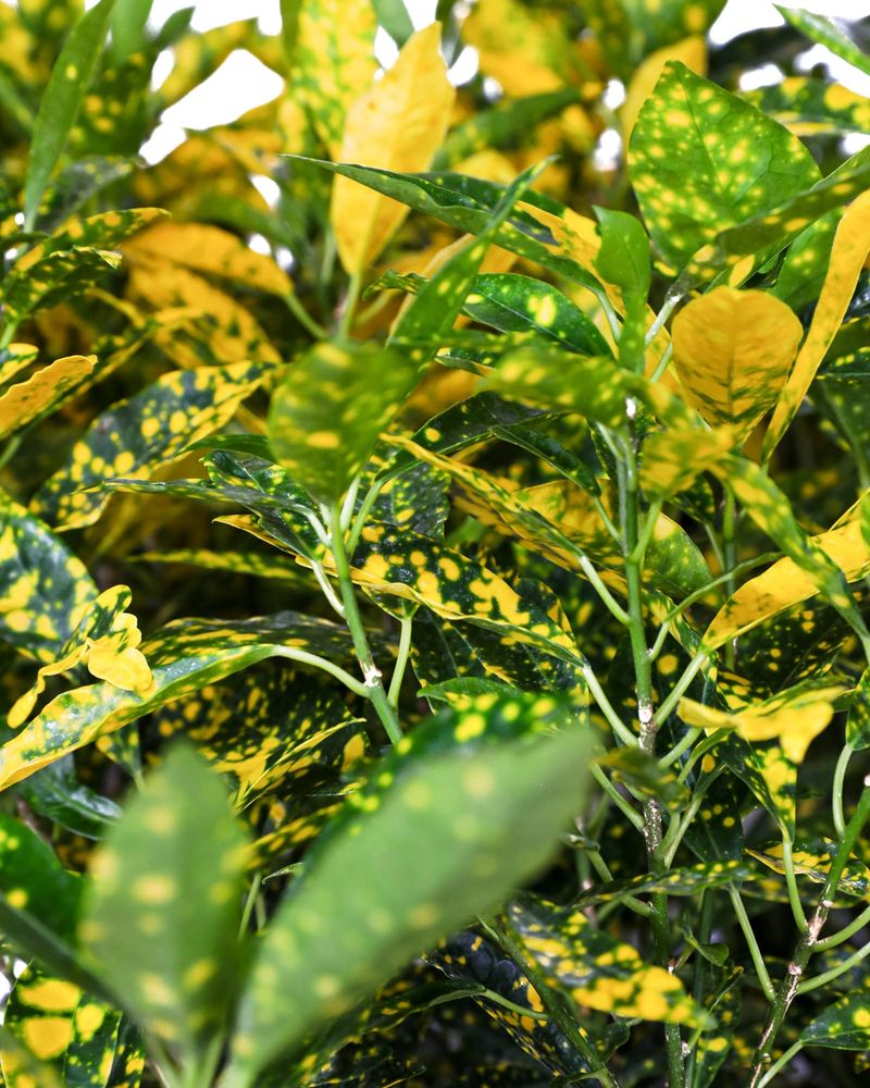 Give Crotons Bright Light Without Scorching