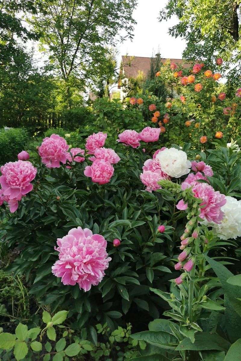 Give Crowded Peonies Better Airflow Early