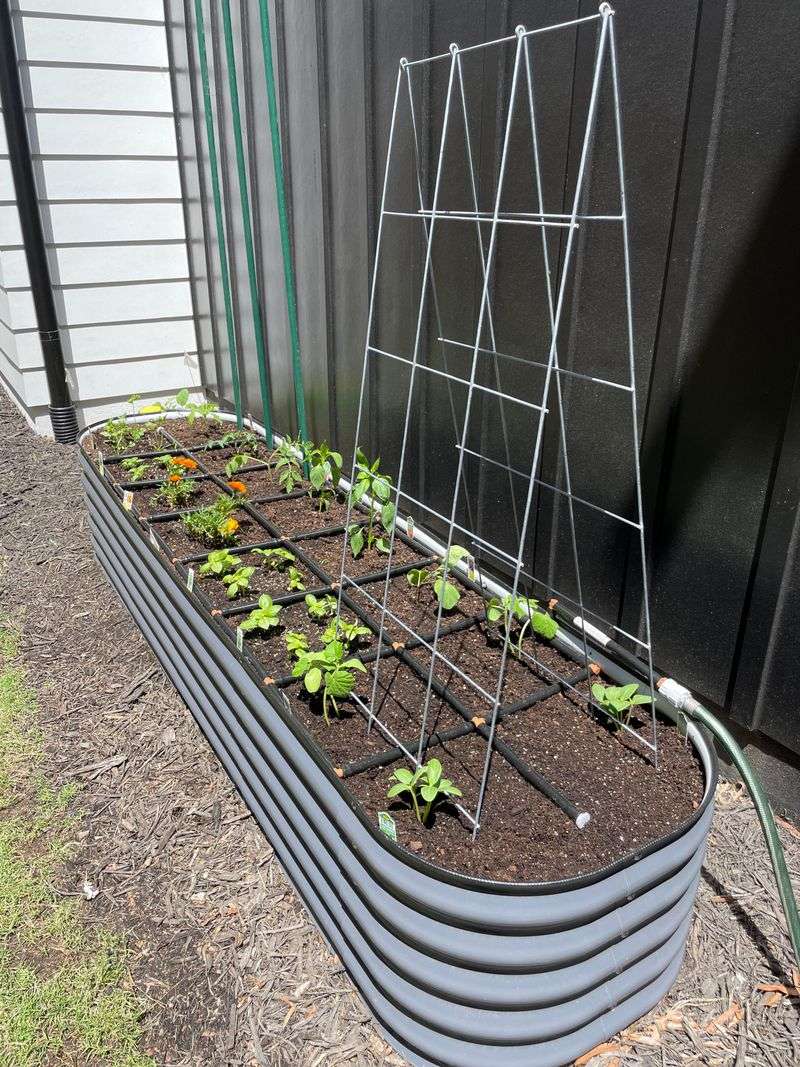 Give Cucumbers Extra Space From The Very Beginning