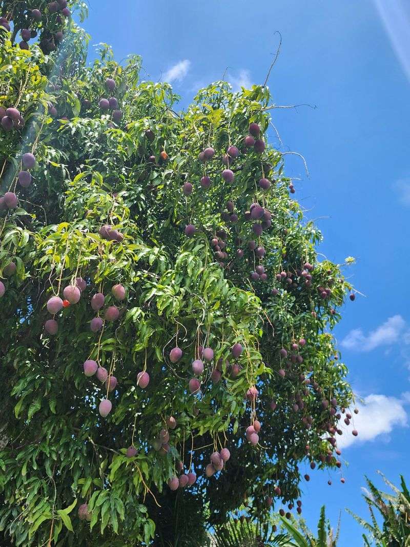 Give Developing Fruit Better Airflow