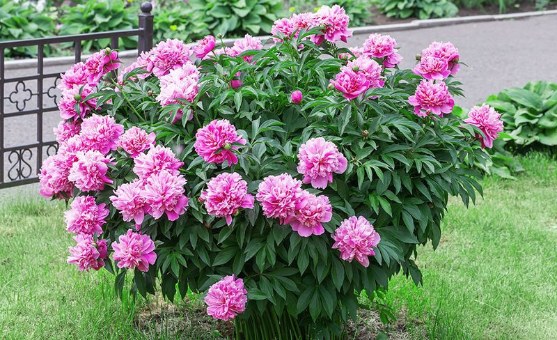 Give Divisions Sun And Well Drained Soil Give Divisions Sun And Well Drained Soil