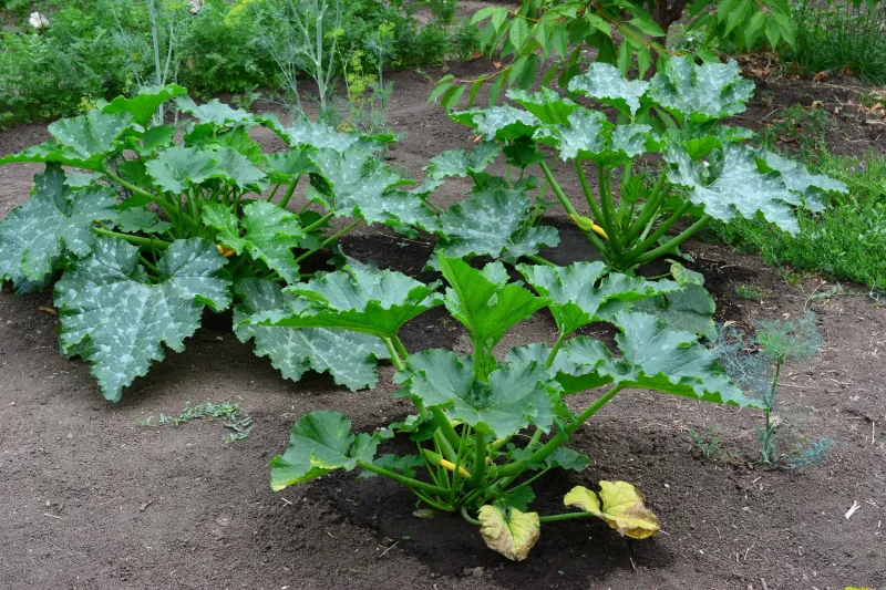 Give Each Plant Enough Room To Spread