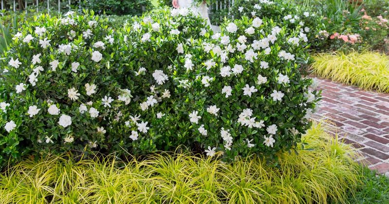 Give Gardenias Morning Sun And Afternoon Relief