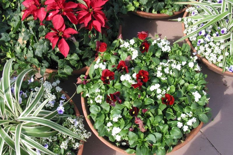 Give Hardy Flowers The Hand-Me-Down Mix Give Hardy Flowers The Hand-Me-Down Mix