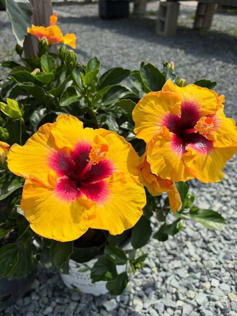 Give Hibiscus The Sun It Craves