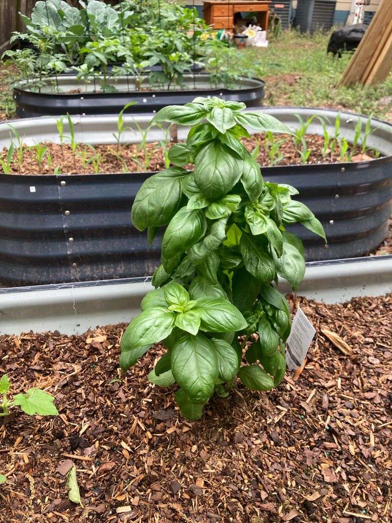 Give Humid South Florida Basil Extra Airflow