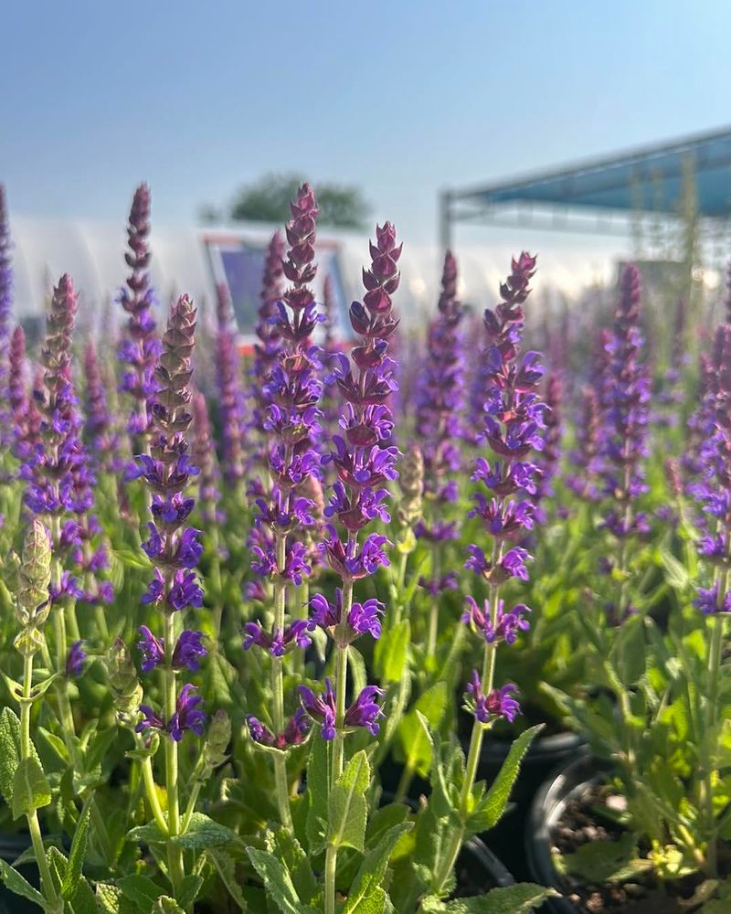 Give It Full Sun Before Expecting Big Blooms Give It Full Sun Before Expecting Big Blooms