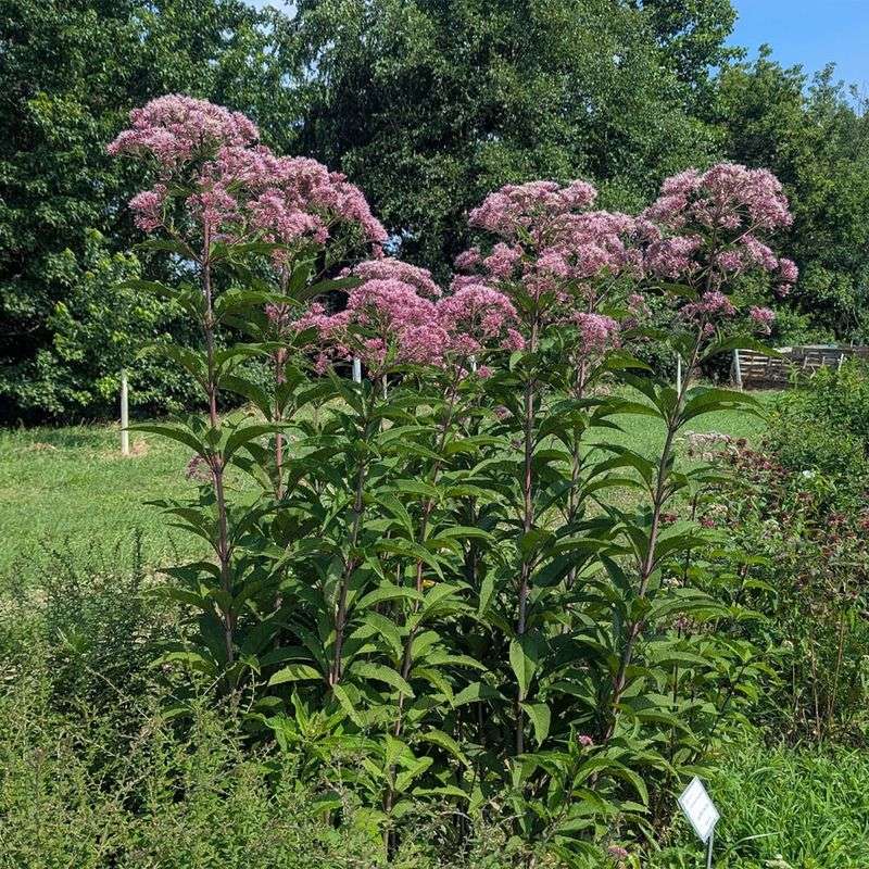Give It Moist Soil For Stronger Growth