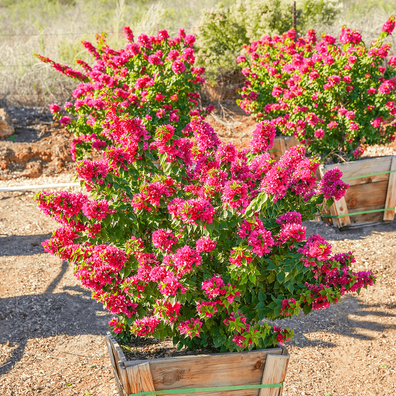 Give It More Sun Before Blaming The Plant