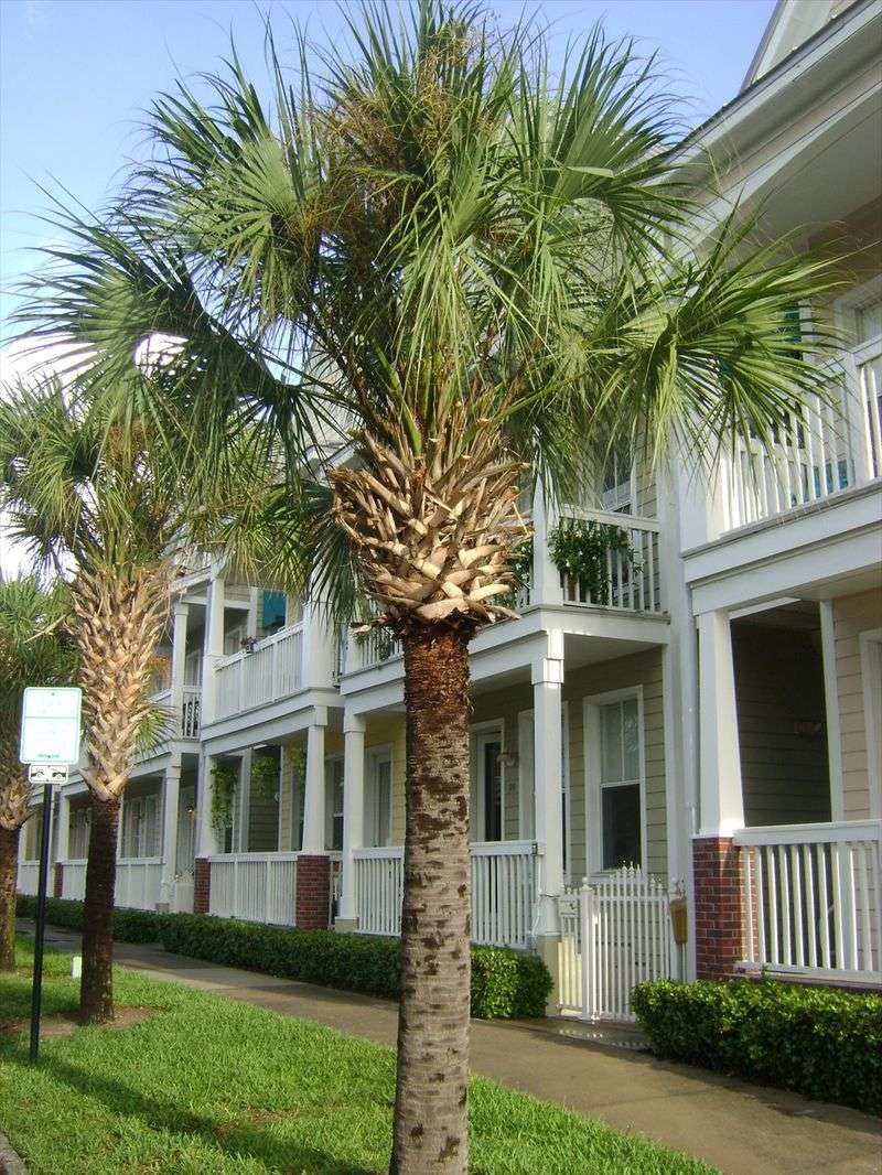 Give It Room To Grow Without Crowding The Patio
