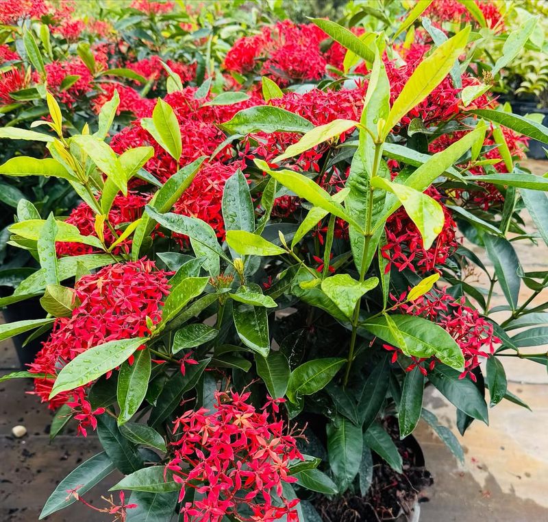 Give Ixora Enough Sun For Strong Flower Clusters