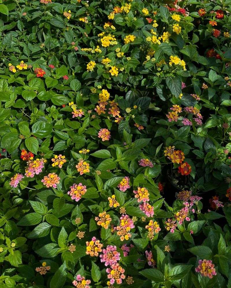Give Lantana More Sun For Better Blooms