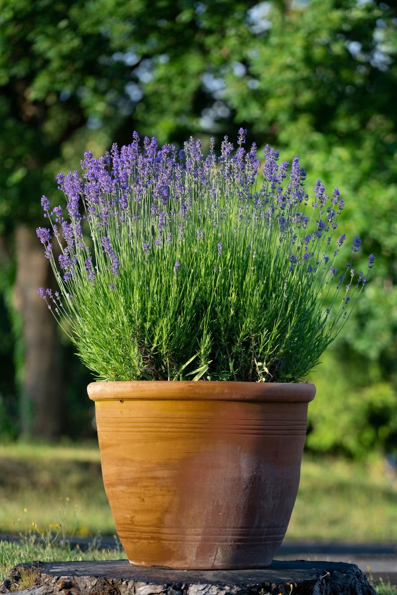 Give Lavender The Sunniest Spot You Have
