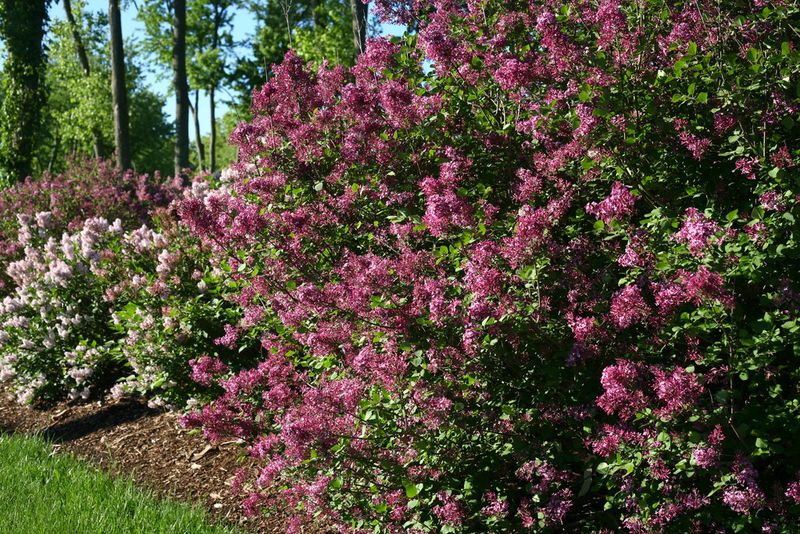 Give Lilacs Soil That Drains After Spring Rain Give Lilacs Soil That Drains After Spring Rain