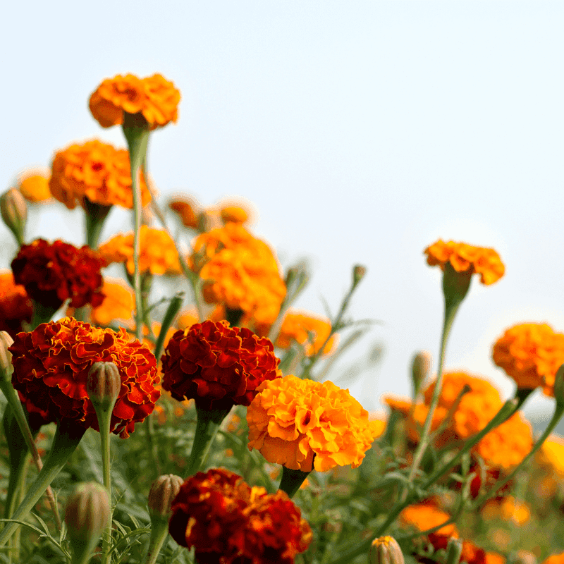 Give Marigolds Full Sun And Room To Breathe