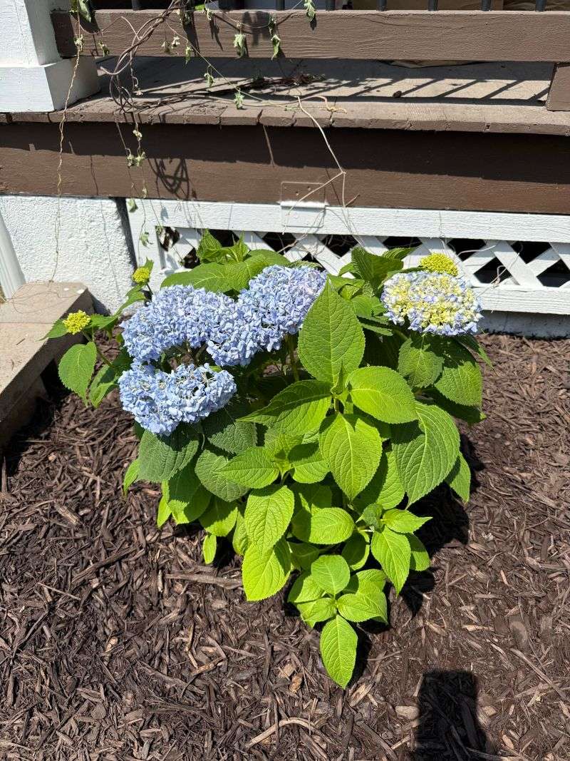 Give Morning Sun And Afternoon Shade Where Needed