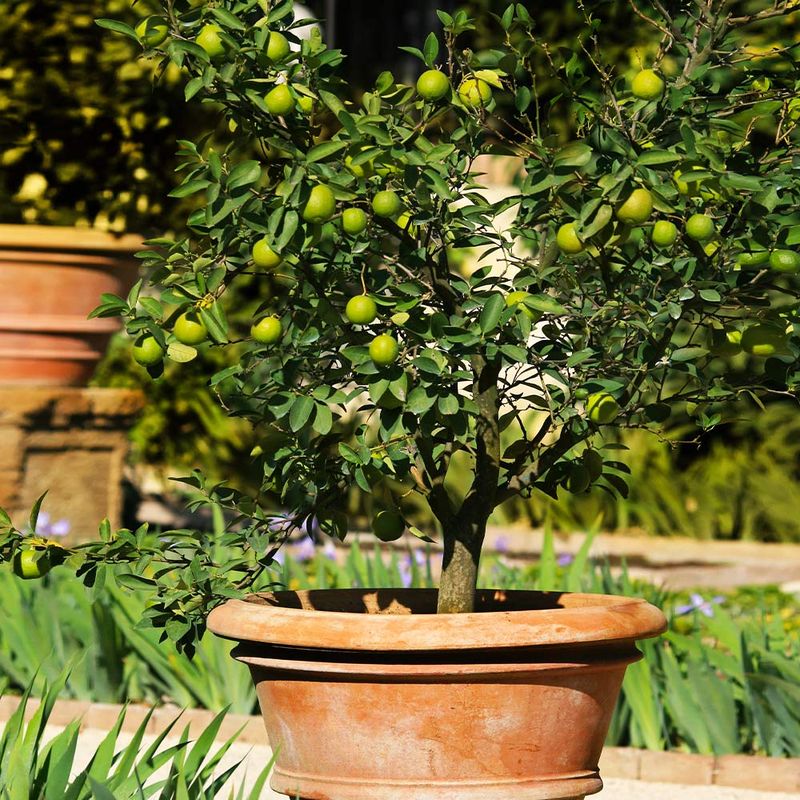 Give Morning Sun And Protect From Harsh Afternoon Heat