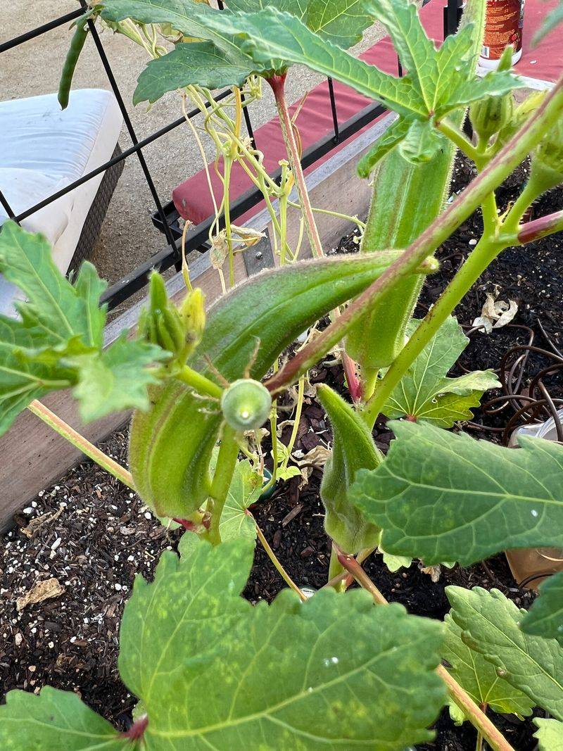 Give Okra A Head Start While The Soil Is Warm