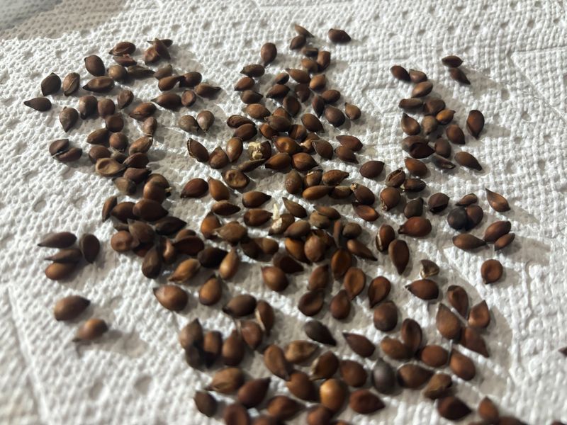Give Pear Seeds The Same Winter Pretend Treatment