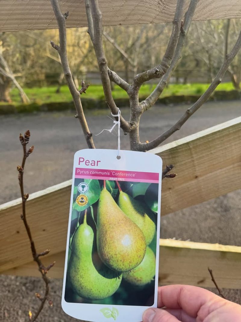 Give Pears A Late-Winter Start