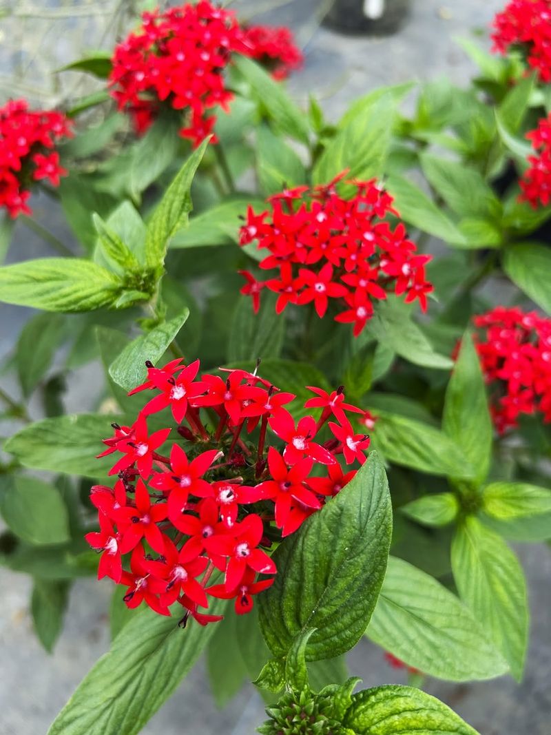 Give Pentas Enough Sun For More Flower Clusters Give Pentas Enough Sun For More Flower Clusters