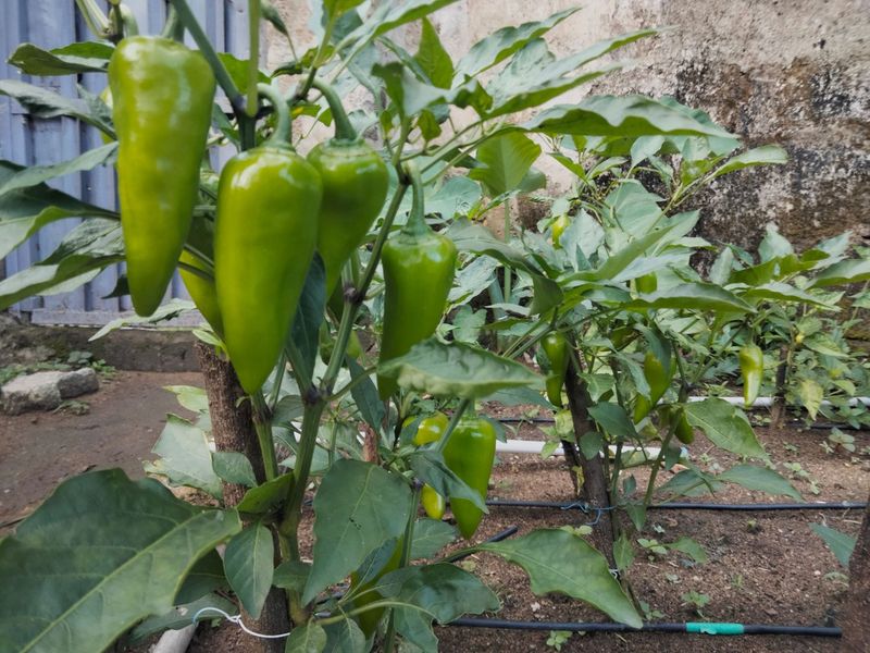 Give Peppers A Careful Potassium Boost