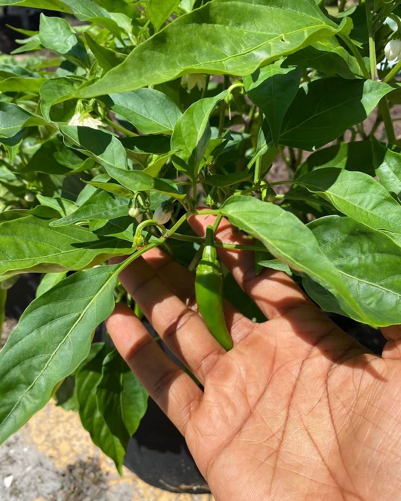 Give Peppers Strong Sun Before Pruning Give Peppers Strong Sun Before Pruning