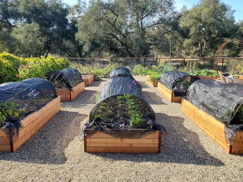 Give Plants Afternoon Shade During Heat Waves Give Plants Afternoon Shade During Heat Waves