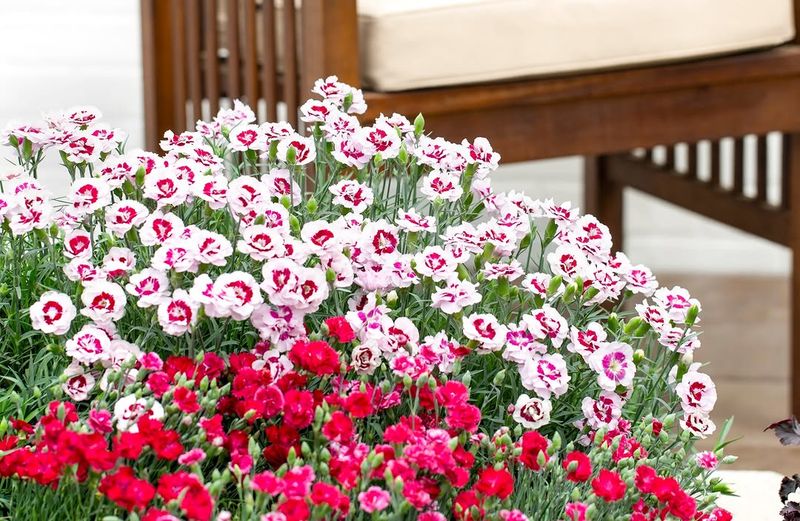 Give Plants Airflow During Humid Weather Give Plants Airflow During Humid Weather
