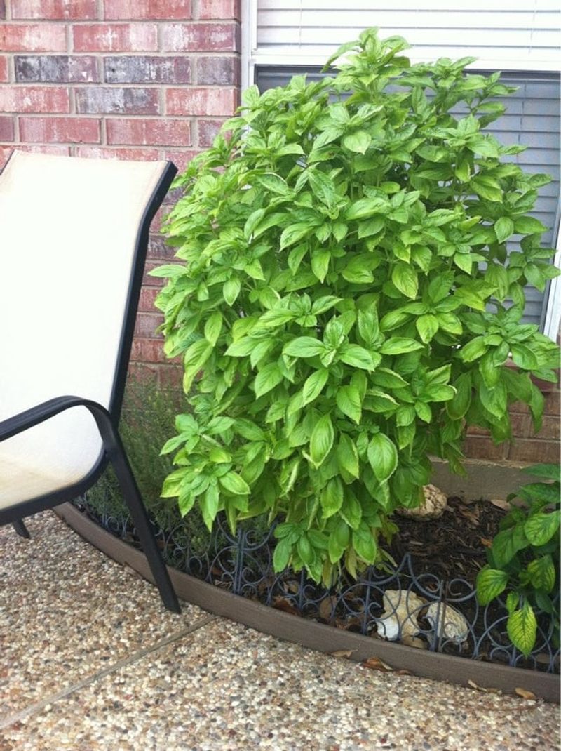 Give Plants Enough Sun For Strong Growth