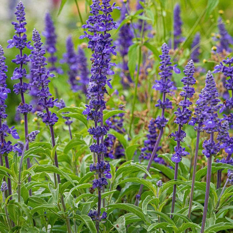 Give Plants Plenty Of Airflow Give Plants Plenty Of Airflow