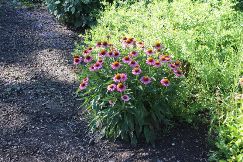 Give Plants Space Before Humidity Builds Give Plants Space Before Humidity Builds