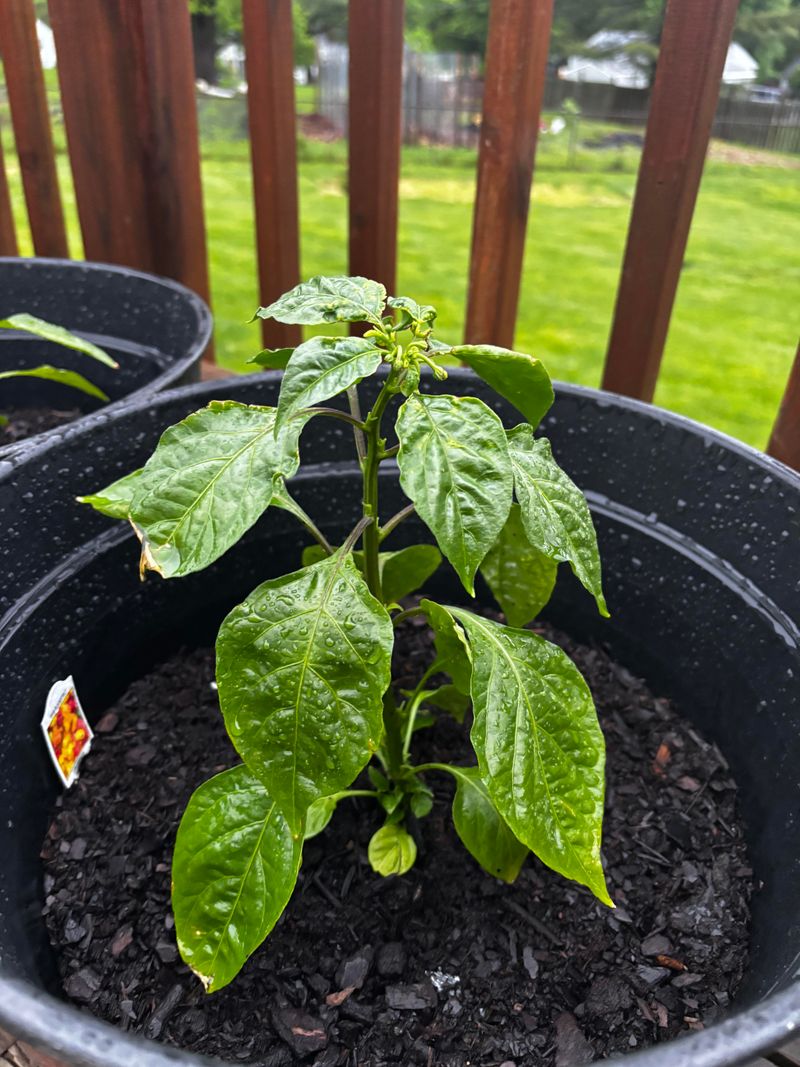 Give Plants Time To Recover Before Fertilizing