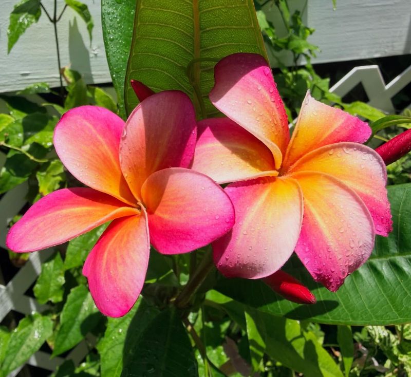 Give Plumeria The Strongest Sun You Can