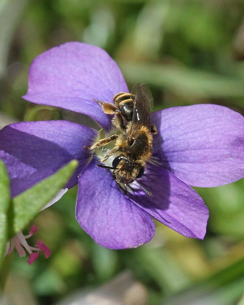 Give Pollinators A Spring Nectar Stop