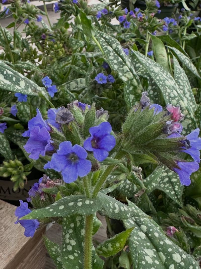 Give Pulmonaria Extra Protection In Wet Springs