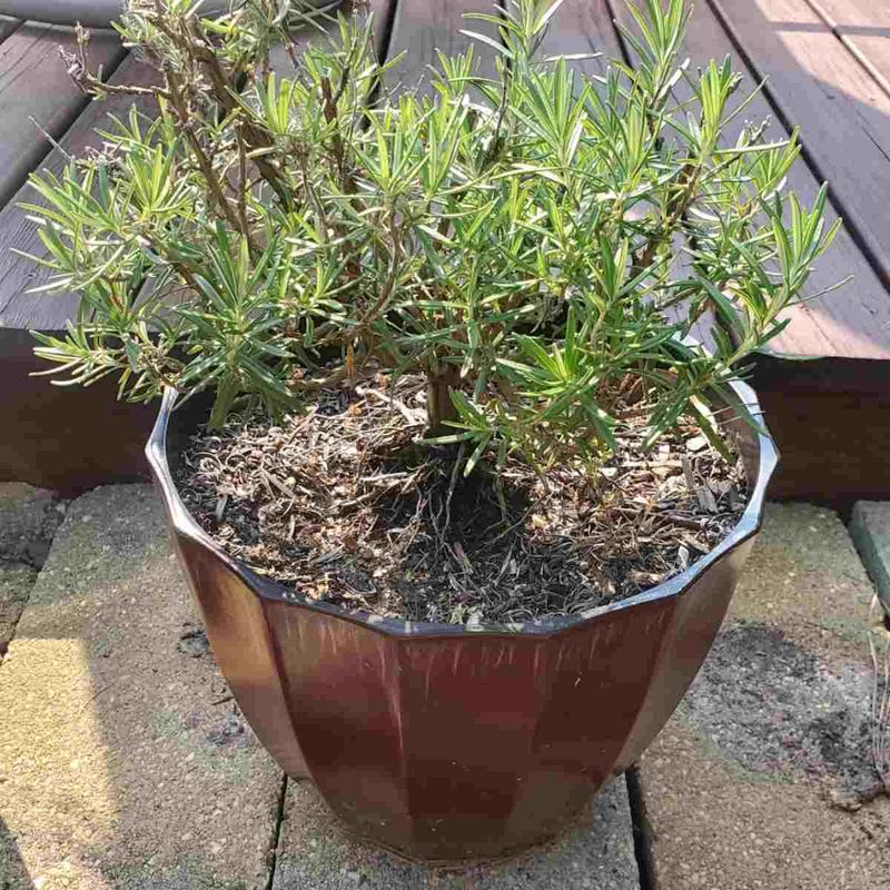 Give Rosemary Full Morning Sun