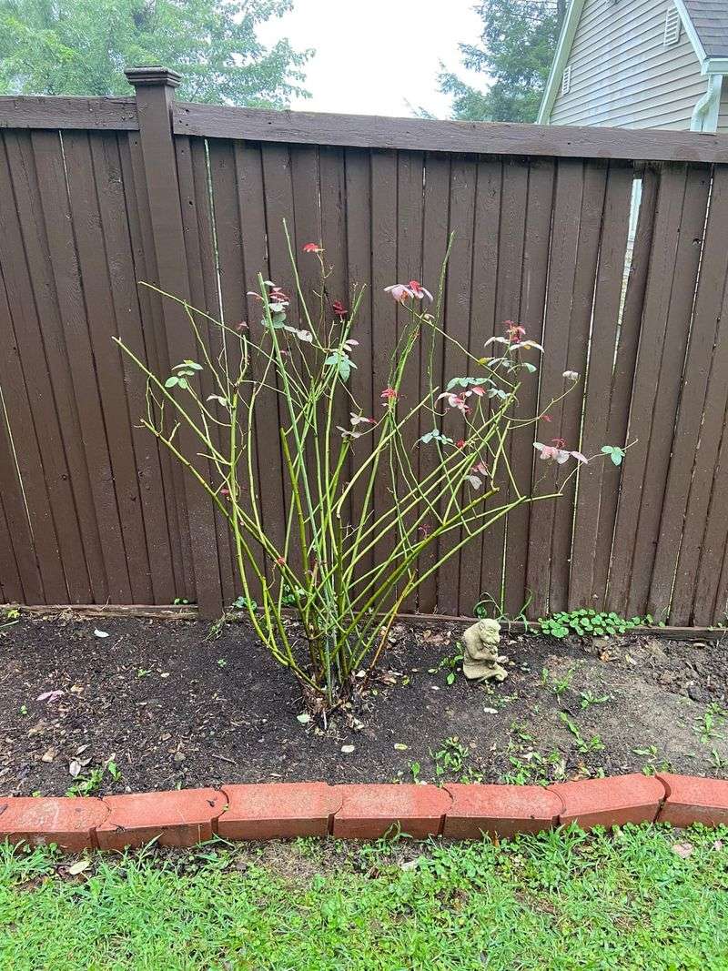 Give Roses A Spring Refresh Before Growth Surges