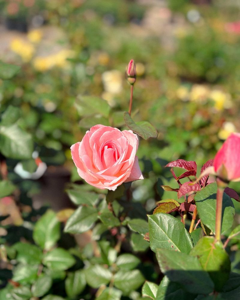 Give Roses Better Airflow Before Humidity Builds Give Roses Better Airflow Before Humidity Builds