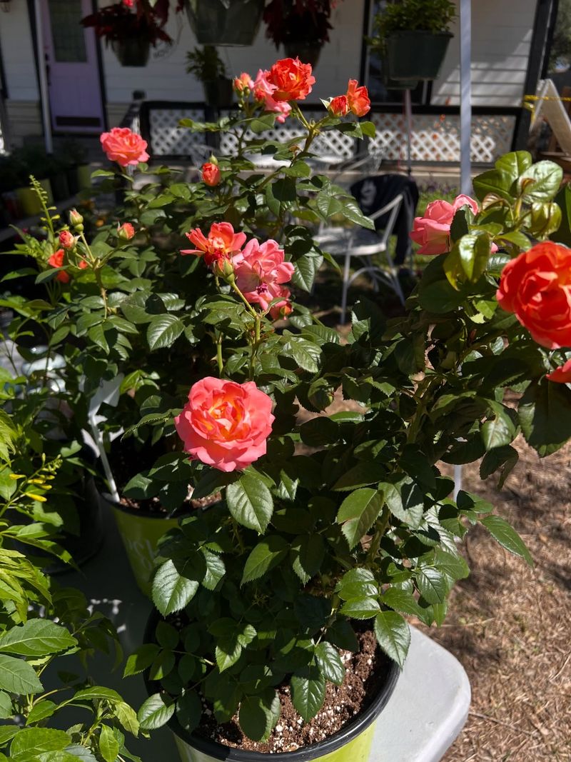 Give Roses More Sun If Nearby Plants Have Shaded Them Give Roses More Sun If Nearby Plants Have Shaded Them