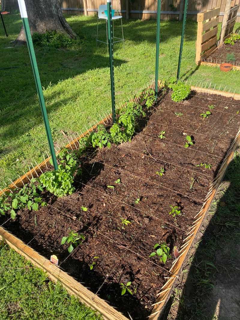 Give Seedlings Steady Moisture