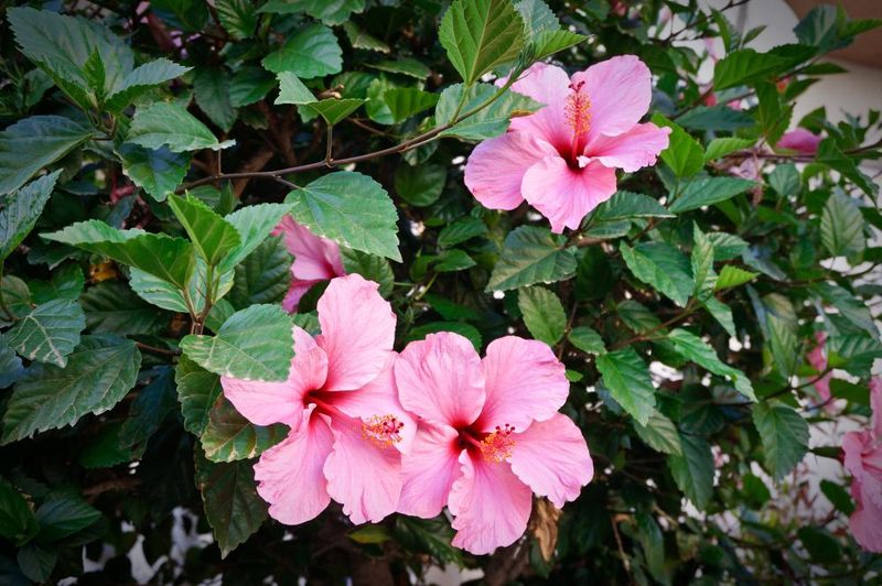 Give South Florida Plants Light Afternoon Relief
